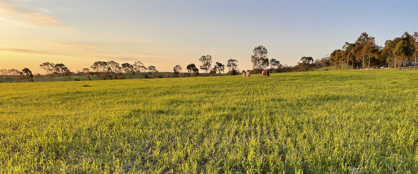 Green paddock at sunset with horses grazing near the treeline